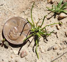 Attēlu rezultāti vaicājumam “Myosurus minimus”