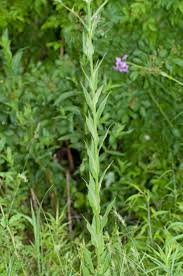 Attēlu rezultāti vaicājumam “Hesperis matronalis leaf”