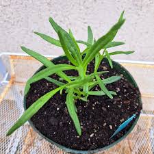 Attēlu rezultāti vaicājumam “Gypsophila paniculata leaf”