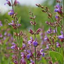 Image result for Salvia officinalis