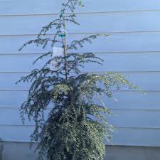 Attēlu rezultāti vaicājumam “Tsuga canadensis”