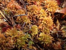 Attēlu rezultāti vaicājumam “Sphagnum papillosum”