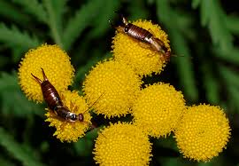Attēlu rezultāti vaicājumam “Forficula auricularia female”