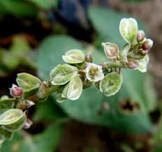 Attēlu rezultāti vaicājumam “Fallopia convolvulus”
