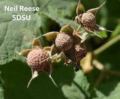 Attēlu rezultāti vaicājumam “Rubus parviflorus fruit”
