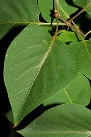 Attēlu rezultāti vaicājumam “Syringa vulgaris fruit”