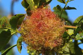 Attēlu rezultāti vaicājumam “Diplolepis rosae”