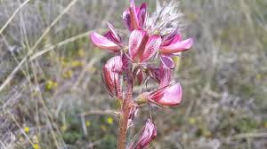 Attēlu rezultāti vaicājumam “Onobrychis arenaria bud”