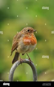 Attēlu rezultāti vaicājumam “Erithacus rubecula juvenile”