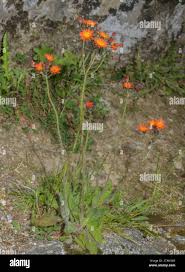 Attēlu rezultāti vaicājumam “Pilosella aurantiaca”