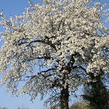 Attēlu rezultāti vaicājumam “Prunus avium flower”