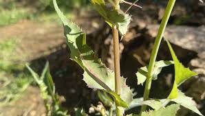 Attēlu rezultāti vaicājumam “Sonchus oleraceus leaf”