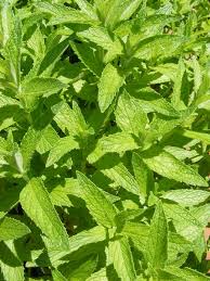 Attēlu rezultāti vaicājumam “Mentha longifolia”