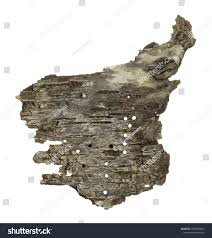 Attēlu rezultāti vaicājumam “Scolytus ratzeburgi”