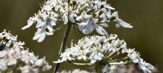 Attēlu rezultāti vaicājumam “Heracleum sphondylium subsp. sibiricum leaf”