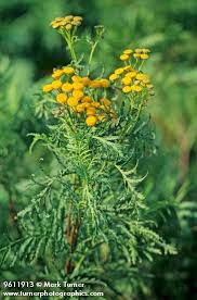 Image result for Tanacetum vulgare