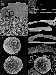 Attēlu rezultāti vaicājumam “Ophiotheca chrysosperma spores”