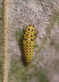 Attēlu rezultāti vaicājumam “Psyllobora vigintiduopunctata larva”