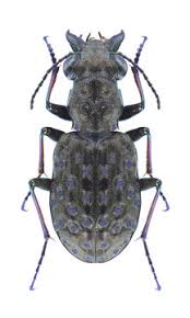 Attēlu rezultāti vaicājumam “Elaphrus cupreus”