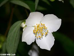 Attēlu rezultāti vaicājumam “Philadelphus coronarius”