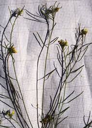 Attēlu rezultāti vaicājumam “Sisymbrium volgense”