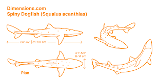 Image result for Squalus acanthias