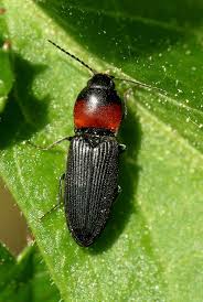 Attēlu rezultāti vaicājumam “Cardiophorus ruficollis”