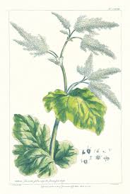 Attēlu rezultāti vaicājumam “Rheum rhabarbarum flower”