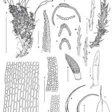 Attēlu rezultāti vaicājumam “Dicranum leioneuron”