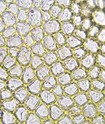 Attēlu rezultāti vaicājumam “Cinclidotus danubicus cells”