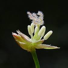 Attēlu rezultāti vaicājumam “Juncus bulbosus flower”