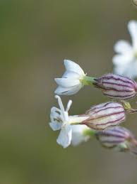 Attēlu rezultāti vaicājumam “Silene latifolia subsp. alba”