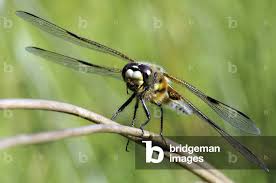 Attēlu rezultāti vaicājumam “Libellula quadrimaculata”