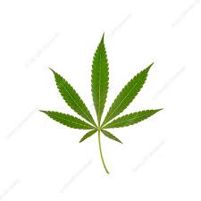 Attēlu rezultāti vaicājumam “Cannabis sativa leaf”