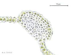 Attēlu rezultāti vaicājumam “Didymodon tophaceus”
