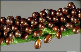 Attēlu rezultāti vaicājumam “Leocarpus fragilis var. bisporus spores”