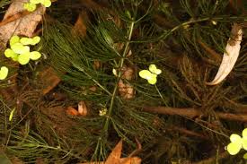 Attēlu rezultāti vaicājumam “Ceratophyllaceae”