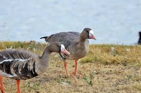 Attēlu rezultāti vaicājumam “Anser albifrons adult”