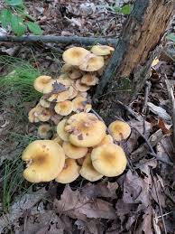 Attēlu rezultāti vaicājumam “Armillaria mellea”
