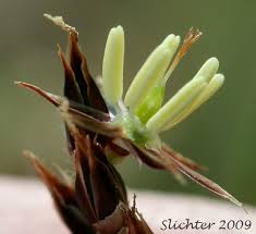 Attēlu rezultāti vaicājumam “Luzula campestris fruit”