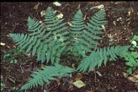 Attēlu rezultāti vaicājumam “Dryopteris”
