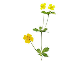 Image result for Potentilla erecta
