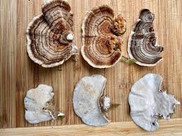 Attēlu rezultāti vaicājumam “Trametes versicolor”