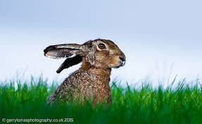 Attēlu rezultāti vaicājumam “Lepus europaeus”
