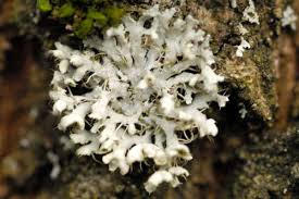 Attēlu rezultāti vaicājumam “Physcia adscendens”