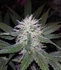 Attēlu rezultāti vaicājumam “Viola rupestris bud”