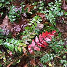 Attēlu rezultāti vaicājumam “Mahonia aquifolium leaf”