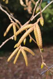 Attēlu rezultāti vaicājumam “Priobium carpini”