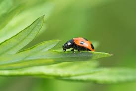 Attēlu rezultāti vaicājumam “Coccinella septempunctata”