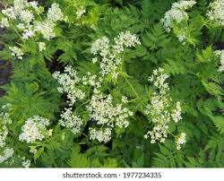 Image result for Kerbel